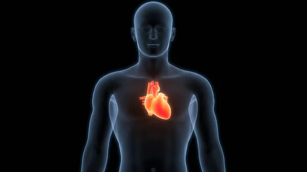 Human Circulatory System Heart Anatomy Animation Concept — Stockfoto