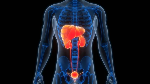 Menselijke Inwendige Organen Lever Met Urinewegen Anatomie — Stockfoto