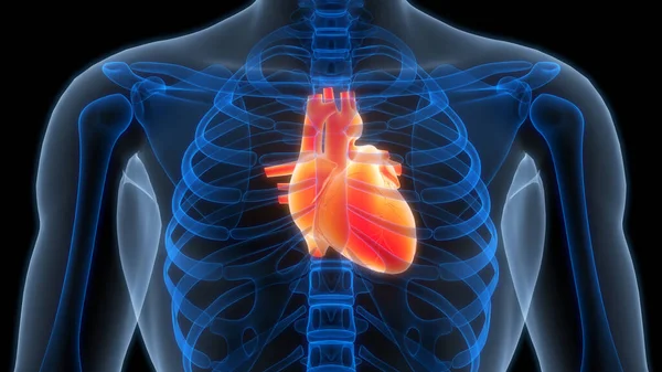 Anatomie Cardiaque Humaine Arrière Plan — Photo