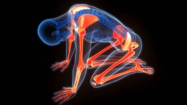 人体骨骼系统上肢和下肢骨结节解剖 — 图库照片