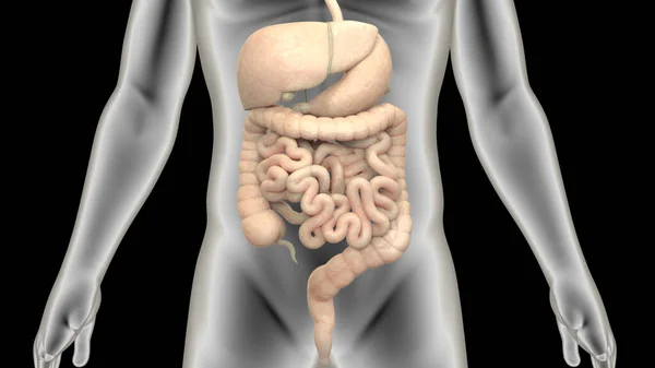 Illustration Des Menschlichen Verdauungssystems Anatomie Stockfoto