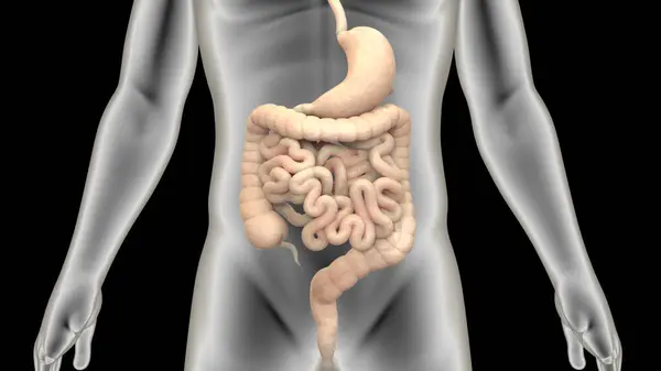 Иллюстрация Анатомии Пищеварительной Системы Человека Лицензионные Стоковые Изображения