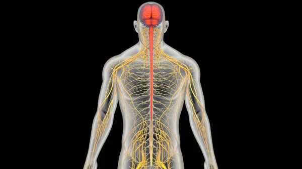 人类中央神经系统脑解剖 免版税图库图片