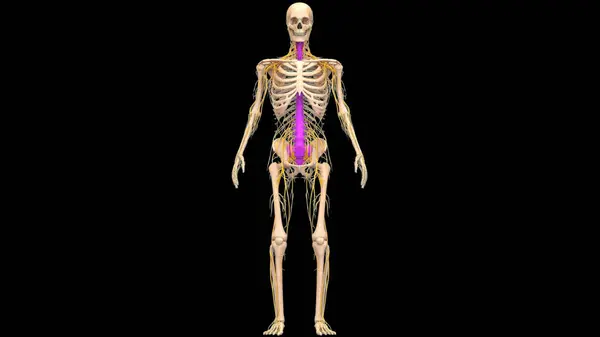 Spinal Cord Vertebral Column Human Skeleton System Anatomy Rechtenvrije Stockafbeeldingen