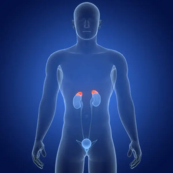 有膀胱解剖的人类泌尿系统肾 免版税图库照片