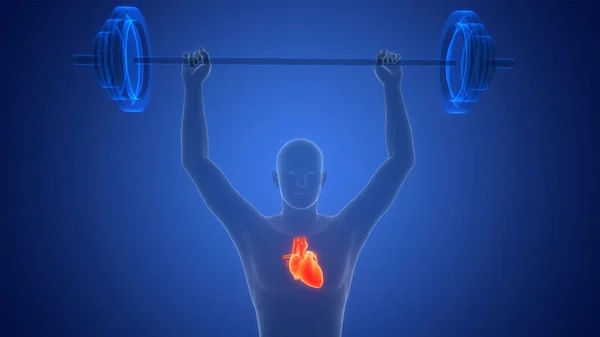 Herz Anatomie Animationskonzept Des Menschlichen Kreislaufsystems Stockbild