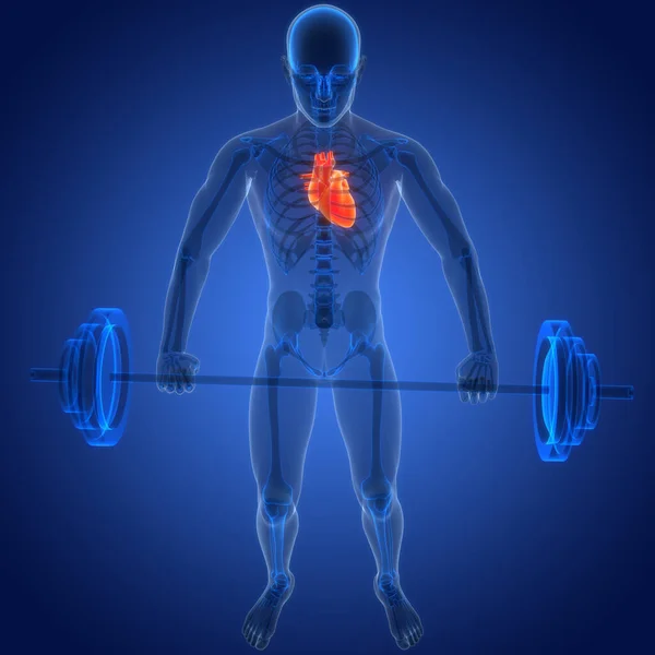 Human Circulatory System Heart Anatomy Animation Concept Inglés Fotos De Stock