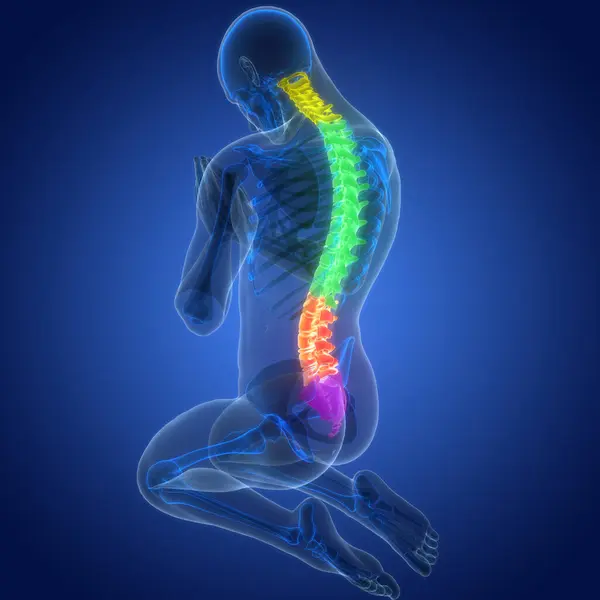 Wirbelsäule Des Menschlichen Skelettsystems Anatomie Des Rückenmarks Stockbild