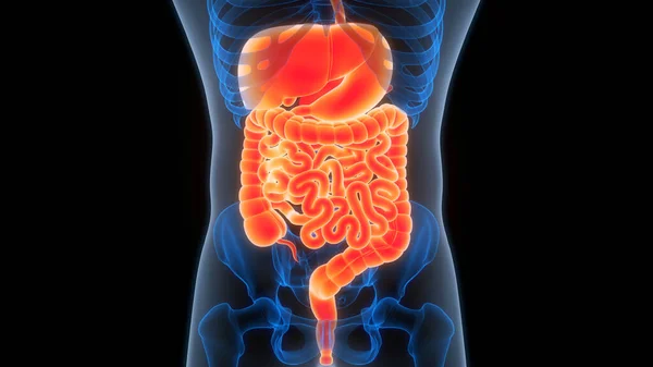 Иллюстрация Анатомии Пищеварительной Системы Человека Стоковая Картинка