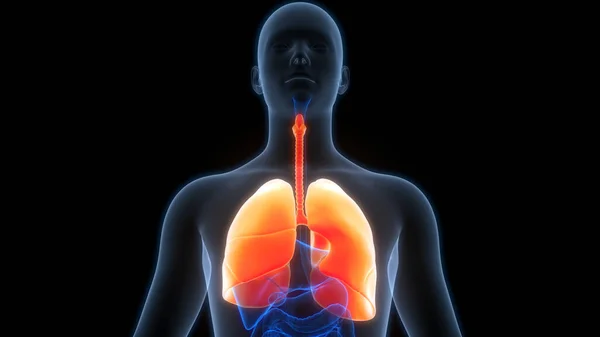 Nsan Solunum Sistemi Akciğerleri Anatomisi Boyut Stok Resim