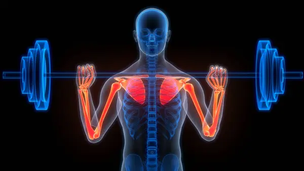 Sistema Esqueleto Humano Membros Superiores Osso Articulações Anatomia Imagem De Stock