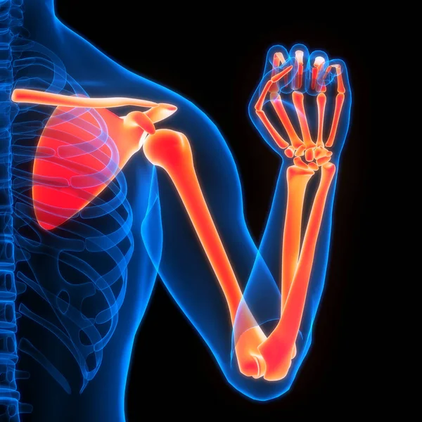 Sistema Esquelético Humano Anatomía Las Articulaciones Los Huesos Las Extremidades Imagen De Stock