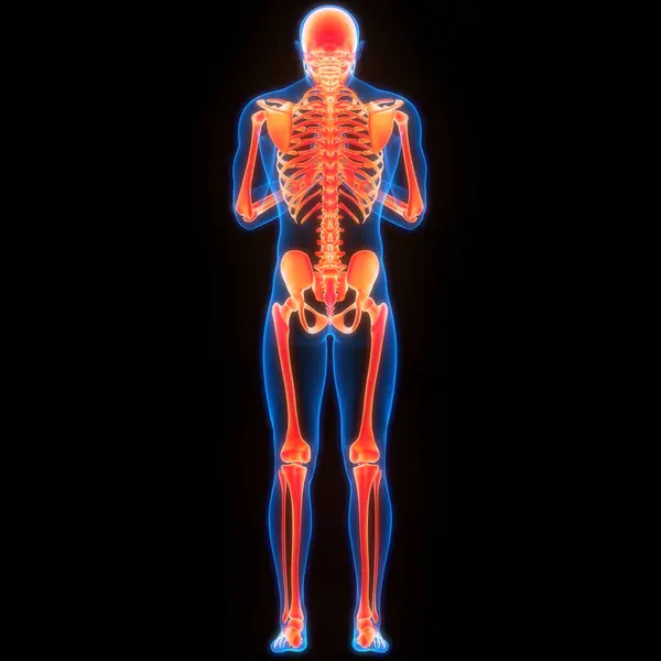 Human Skeleton System Bones Joints Anatomy Stock Photo