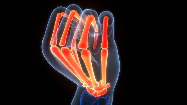Menselijke Skelet Systeem Hand Botten Gewrichten Anatomie Rechtenvrije Stockfoto's