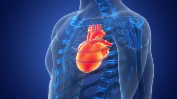 Concepto Animación Anatomía Cardíaca Del Sistema Circulatorio Humano — Vídeos de Stock