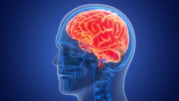 Órgão Central Sistema Nervoso Humano Anatomia Cérebro Conceito Animação — Vídeo de Stock
