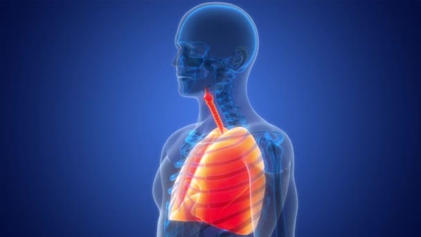 人体呼吸系统隆起解剖动画概念 — 图库视频影像