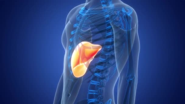 Concepto Animación Anatomía Hepática Órganos Digestivos Internos Humanos — Vídeos de Stock