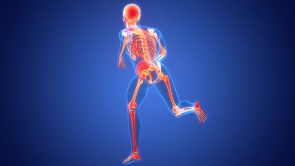 人体骨骼系统骨关节解剖动画概念 — 图库视频影像