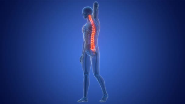 人体骨骼系统解剖动画概念的脊髓柱中的疼痛 — 图库视频影像