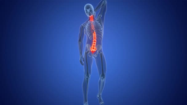 人間の骨格系の脊髄バーテブラルコラムの痛み アナトミーアニメーションコンセプト — ストック動画