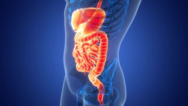 Concepto Animación Anatomía Del Sistema Digestivo Humano — Vídeos de Stock
