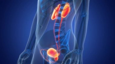 Mesane Anatomisi Animasyonu Olan İnsan İdrar Sistemi Böbrekleri