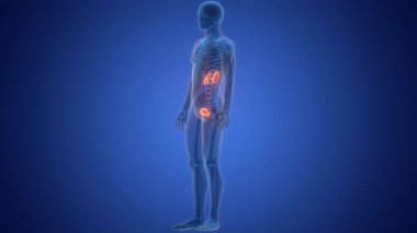 Mesane Anatomisi Animasyonu Olan İnsan İdrar Sistemi Böbrekleri