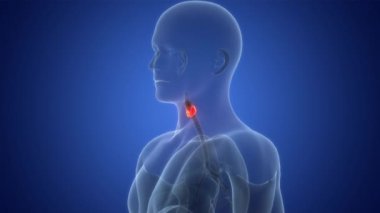 İnsan Vücut Bezleri Tiroid Bezi Anatomi Animasyonu