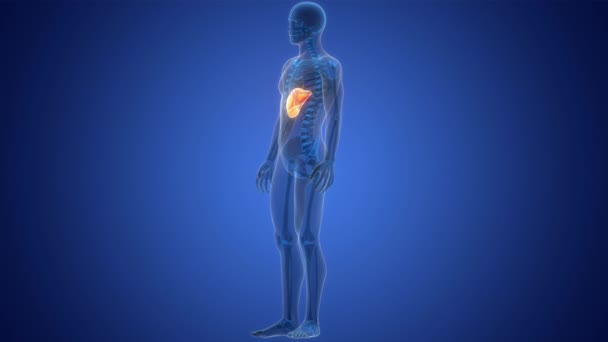 Людський Внутрішній Травний Орган Печінка Анатомія Концепція Анімації — стокове відео