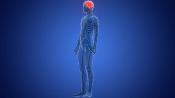Centralny Organ Ludzkiego Układu Nerwowego Koncepcja Animacji Anatomicznej Mózgu — Wideo stockowe