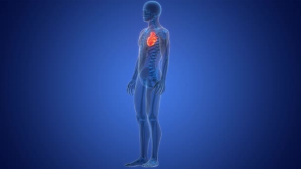 人类循环系统心脏解剖动画概念 — 图库视频影像