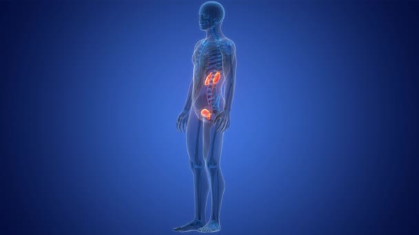 Human Urinary System Kidneys Bladder Anatomy Animation Concept — Stok Video