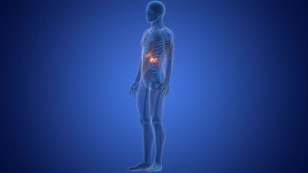 Órgãos Internos Humanos Pâncreas Com Anatomia Bexiga Conceito Animação — Vídeo de Stock