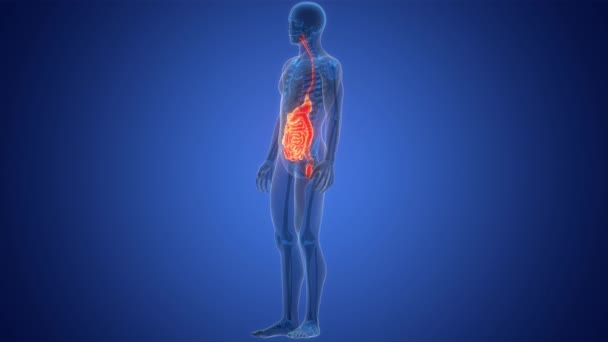 Conceptul Animație Sistemului Digestiv Uman — Videoclip de stoc