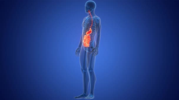 Lidský Trávicí Systém Žaludek Malými Střevy Anatomie Animace Koncepce — Stock video