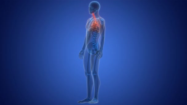 Menselijk Ademhalingssysteem Longen Anatomie Animatie Concept — Stockvideo