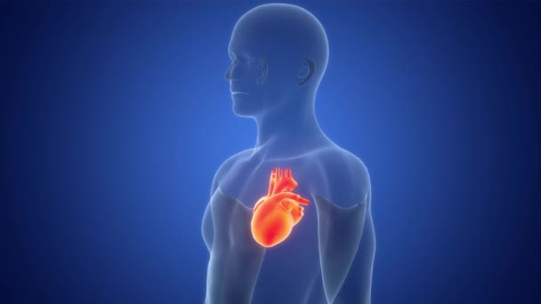 Human Circulatory System Heart Anatomy Animation Concept — Stock Video