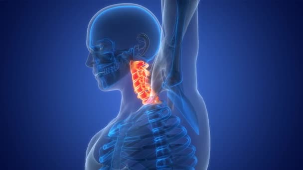 Nyeri Pada Spinal Cord Cervical Vertebrae Kolom Vertebral Dari Anatomi — Stok Video