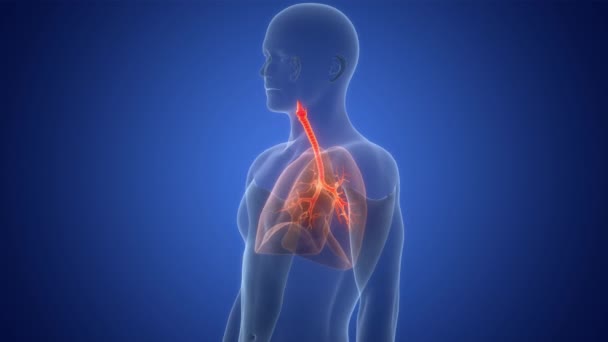 Sistema Respiratorio Umano Anatomia Polmonare Concetto Animazione — Video Stock