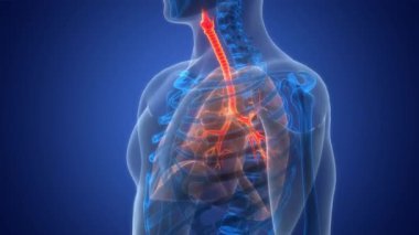 İnsan Solunum Sistemi Anatomi Animasyon Kavramını Ciğerlendirdi