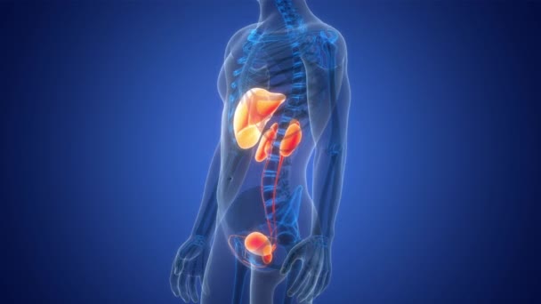 Human Internal Organs Lever Met Urinewegen Anatomie Animatie Concept — Stockvideo