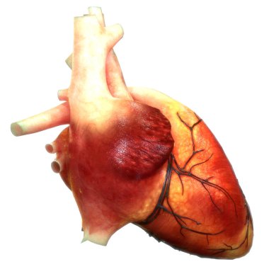 Arka planda insan kalbi anatomisi var. Üç Boyut