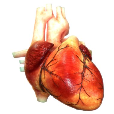 Arka planda insan kalbi anatomisi var. Üç Boyut