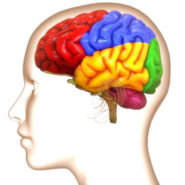 İnsan Sinir Sistemi Beyin Anatomisi Merkezi Organı. Üç Boyut