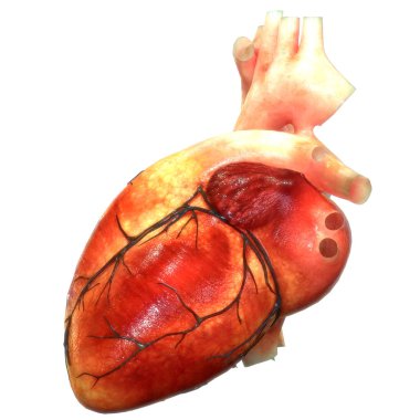 Arka planda insan kalbi anatomisi var. Üç Boyut