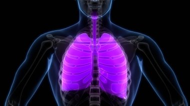 İnsan Solunum Sistemi Akciğerleri Anatomisi. Üç Boyut