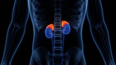 Arka planda İnsan İdrar Sistemi Böbrekleri, kapatın. Üç Boyut