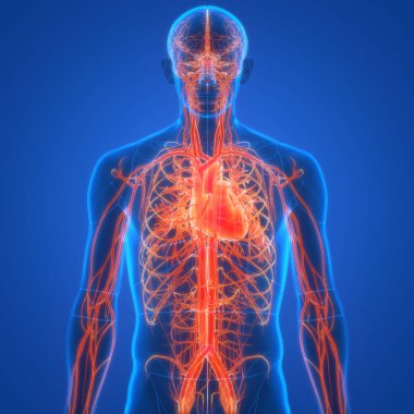 Arka planda insan kalbi anatomisi var. Üç Boyut