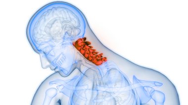 Omurilik Anatomisi (Servikal Omurga). 3D - Görüntü